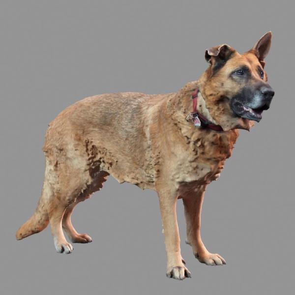 Dog 3D Model - دانلود مدل سه بعدی سگ - آبجکت سه بعدی سگ - دانلود مدل سه بعدی fbx - دانلود مدل سه بعدی obj -Dog 3d model - Dog 3d Object - Dog OBJ 3d models - Dog FBX 3d Models - حیوان